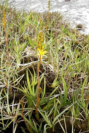 Narthecium ossifragum \ Beinbrech / Bog Asphodel, IRL Connemara, Clifden 17.6.2012