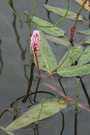 Persicaria amphibia / Water Knotweed, Willow Grass, IRL County Sligo, Mullaghmore 18.6.2012