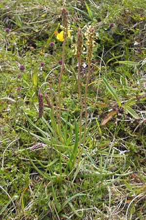 Plantago maritima \ Strand-Wegerich, IRL Connemara, Ballyconneely 17.6.2012