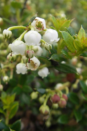 Gaultheria mucronata \ Torf-Myrte, IRL County Galway, Lough Corrib 17.6.2012