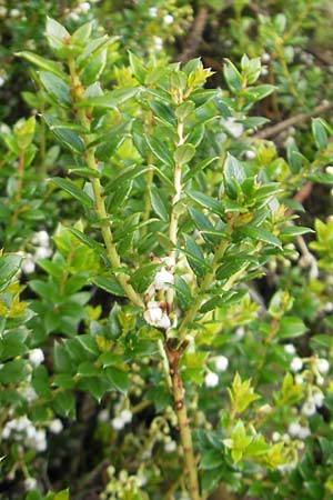 Gaultheria mucronata \ Torf-Myrte, IRL County Galway, Lough Corrib 17.6.2012