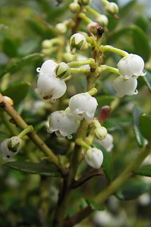 Gaultheria mucronata \ Torf-Myrte, IRL County Galway, Lough Corrib 17.6.2012