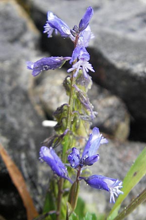 Polygala vulgaris \ Gewhnliche Kreuzblume, Gewhnliches Kreuzblmchen / Common Milkwort, IRL Burren, Ballyvaughn 14.6.2012