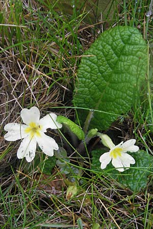 Primula vulgaris \ Stngellose Primel, Kissen-Primel / Primrose, IRL Burren, Fanore 15.6.2012