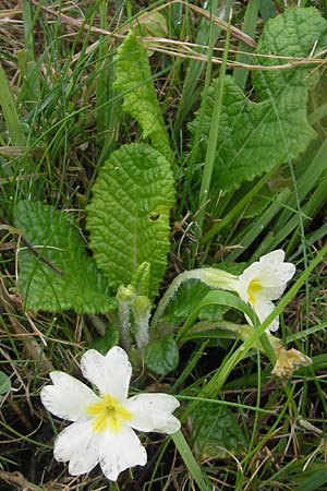 Primula vulgaris \ Stngellose Primel, Kissen-Primel / Primrose, IRL Burren, Fanore 15.6.2012