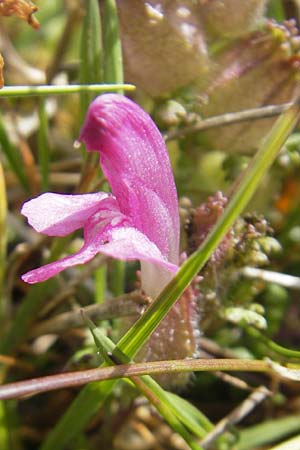 Pedicularis sylvatica \ Wald-Lusekraut / Common Louseport, IRL Connemara, Recess 17.6.2012