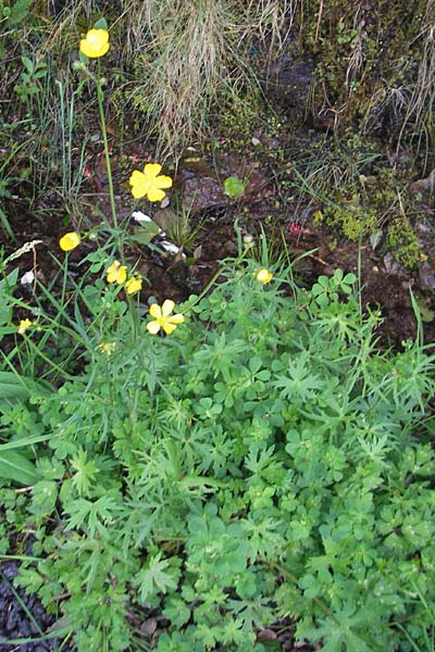 Ranunculus polyanthemoides \ Polyanthemushnlicher Hahnenfu, Verschiedenschnabeliger Hahnenfu / Buttercup, IRL County Kerry, Kells 16.6.2012