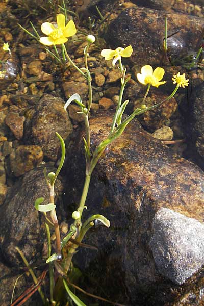 Ranunculus flammula \ Brennender Hahnenfu, IRL County Galway, Lough Corrib 17.6.2012
