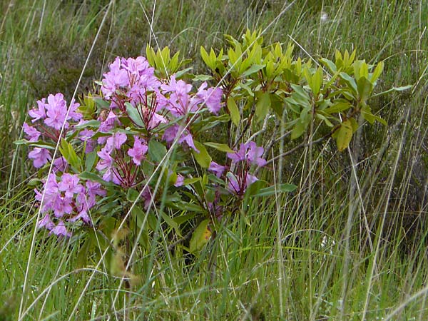 Rhododendron ponticum \ Pontischer Rhododendron / Pontic Rhododendron, IRL County Kerry, Glenbeigh 16.6.2012