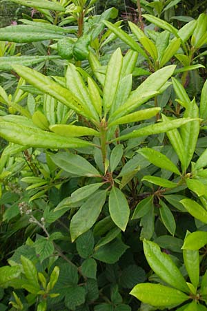 Rhododendron ponticum \ Pontischer Rhododendron / Pontic Rhododendron, IRL County Kerry, Glenbeigh 16.6.2012