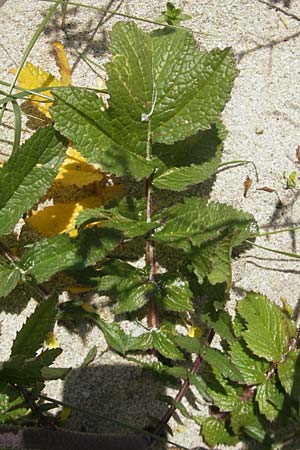 Raphanus raphanistrum subsp. landra \ Gelber Acker-Rettich / Mediterranean Radish, IRL Connemara, Roundstone 17.6.2012