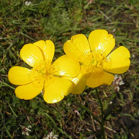 Ranunculus polyanthemos \ Vielbltiger Hahnenfu / Multiflowered Buttercup, IRL County Galway, Lough Corrib 17.6.2012