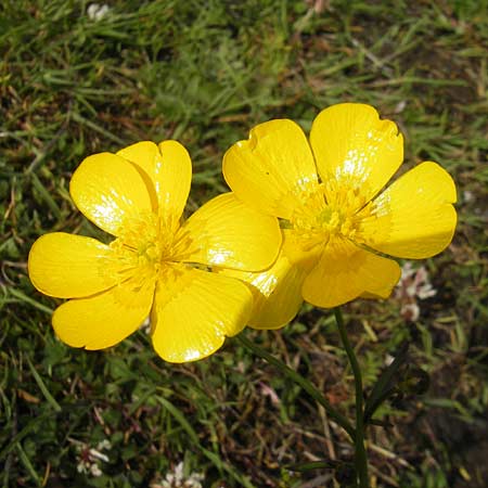 Ranunculus polyanthemos \ Vielbltiger Hahnenfu, IRL County Galway, Lough Corrib 17.6.2012