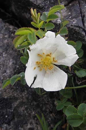 Rosa spinosissima / Burnet Rose, IRL Burren, Fanore 15.6.2012