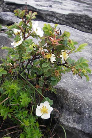 Rosa spinosissima / Burnet Rose, IRL Burren, Fanore 15.6.2012