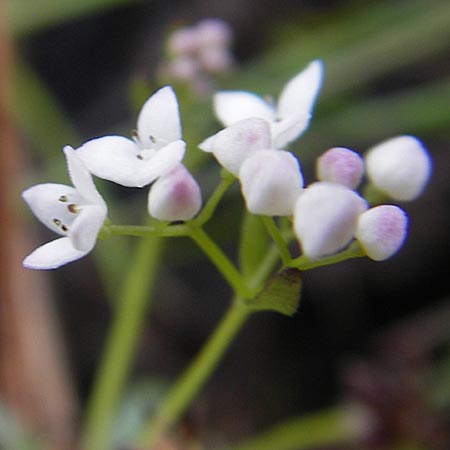 Galium uliginosum \ Moor-Labkraut / Fen Bedstraw, IRL Connemara, Recess 17.6.2012