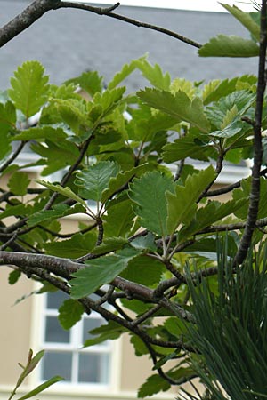 Sorbus anglica \ Englische Mehlbeere / English Whitebeam, IRL County Kerry, Killarney 16.6.2012