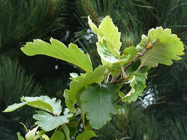 Sorbus anglica \ Englische Mehlbeere / English Whitebeam, IRL County Kerry, Killarney 16.6.2012