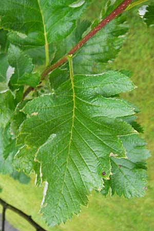 Sorbus anglica ? \ Englische Mehlbeere / English Whitebeam, IRL County Kerry, Killarney 16.6.2012