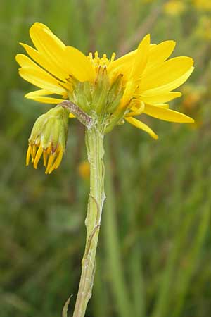 Senecio aquaticus \ Wasser-Greiskraut / Marsh Ragwort, IRL Connemara, Recess 17.6.2012