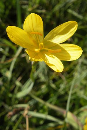 Sisyrinchium californicum / Californian Golden-Eyed Grass, IRL County Galway, Lough Corrib 17.6.2012