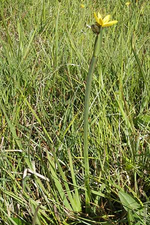 Sisyrinchium californicum \ Kalifornische Binsenlilie, IRL County Galway, Lough Corrib 17.6.2012