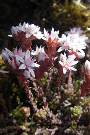 Sedum anglicum \ Englischer Mauerpfeffer / English Stonecrop, IRL Connemara, Roundstone 17.6.2012