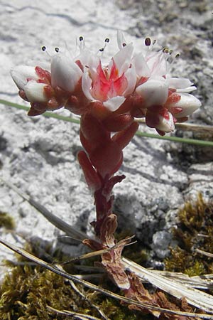 Sedum anglicum / English Stonecrop, IRL Connemara, Roundstone 17.6.2012