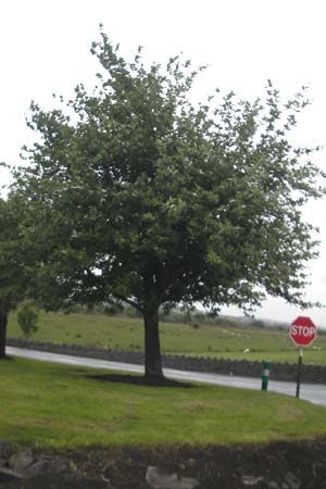 Sorbus hibernica / Irish Whitebeam, IRL Tuam 14.6.2012