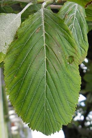 Sorbus hibernica \ Irische Mehlbeere, IRL Burren, Lisdoonvarna 15.6.2012