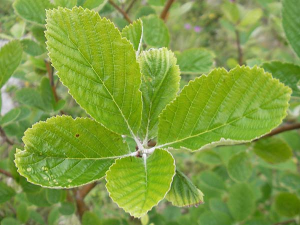 Sorbus hibernica \ Irische Mehlbeere, IRL Burren, Lough Bunny 15.6.2012