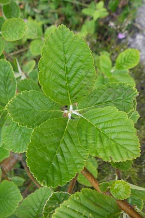 Sorbus hibernica \ Irische Mehlbeere / Irish Whitebeam, IRL Burren, Lough Bunny 15.6.2012