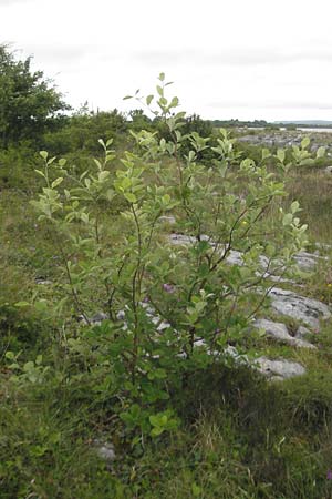 Sorbus hibernica \ Irische Mehlbeere / Irish Whitebeam, IRL Burren, Lough Bunny 15.6.2012