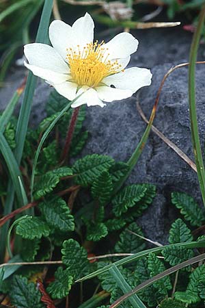 Dryas octopetala \ Silberwurz / Mountain Avens, IRL Doolin 9.8.2005