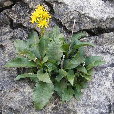 Solidago virgaurea \ Gewhnliche Goldrute, Echte Goldrute / Goldenrod, IRL Burren, Fanore 15.6.2012