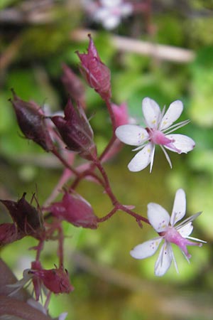 Saxifraga spathularis \ Spateliger Steinbrech / St Patrick's Cabbage, IRL County Kerry, Kells 16.6.2012