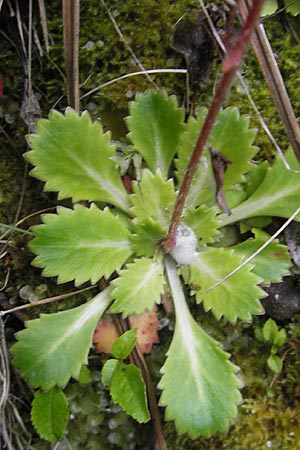 Saxifraga spathularis \ Spateliger Steinbrech / St Patrick's Cabbage, IRL County Kerry, Kells 16.6.2012