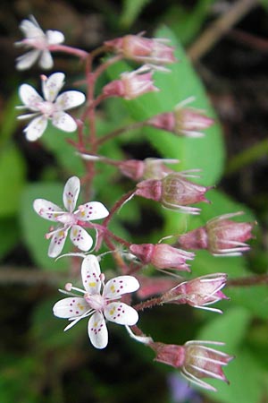 Saxifraga spathularis \ Spateliger Steinbrech / St Patrick's Cabbage, IRL County Kerry, Kells 16.6.2012