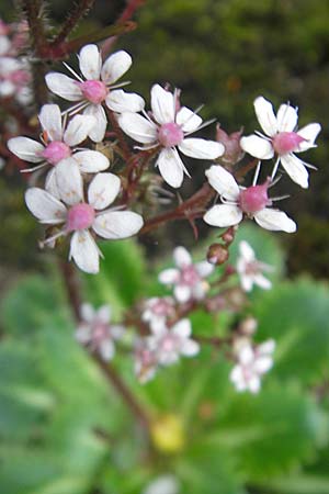 Saxifraga spathularis \ Spateliger Steinbrech / St Patrick's Cabbage, IRL County Kerry, Kells 16.6.2012