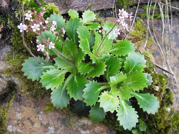 Saxifraga spathularis \ Spateliger Steinbrech / St Patrick's Cabbage, IRL County Kerry, Kells 16.6.2012