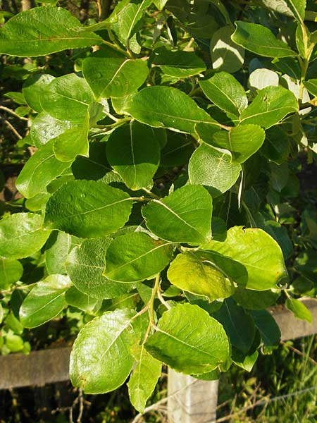 Salix caprea \ Sal-Weide / Goat Willow, IRL County Sligo, Lough Talt 19.6.2012