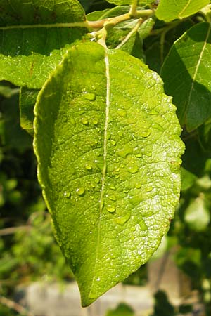 Salix caprea \ Sal-Weide / Goat Willow, IRL County Sligo, Lough Talt 19.6.2012