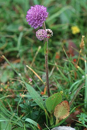 Succisa pratensis \ Teufelsabbiss, IRL Doolin 9.8.2005