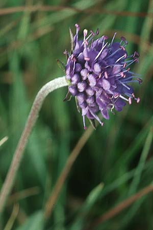 Succisa pratensis / Devil's-bit Scabious, IRL County Kerry, Valentia Island 15.8.2005