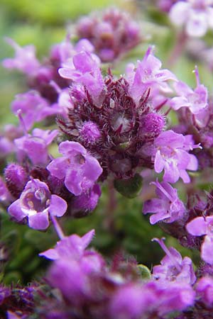 Thymus praecox subsp. britannicus \ Englischer Thymian / British Thyme, IRL Burren, Fanore 15.6.2012