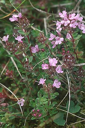 Thymus praecox subsp. britannicus \ Englischer Thymian / British Thyme, IRL Burren, Fanore 9.8.2005