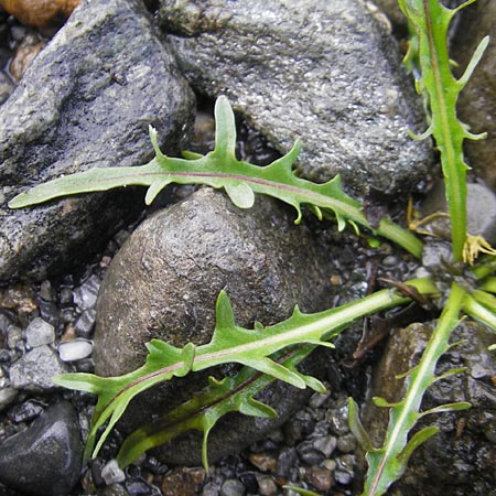 Scorzoneroides autumnalis \ Herbst-Schuppenlwenzahn / Autumn Hawkbit, Fall Dandelion, IRL County Sligo, Lough Talt 19.6.2012