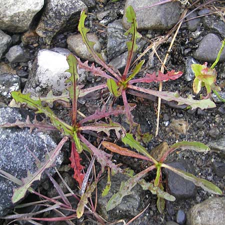 Scorzoneroides autumnalis \ Herbst-Schuppenlwenzahn / Autumn Hawkbit, Fall Dandelion, IRL County Sligo, Lough Talt 19.6.2012