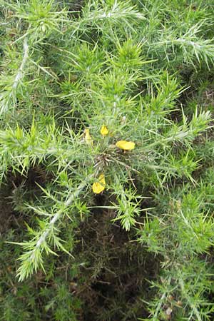 Ulex europaeus \ Europischer Stechginster, IRL Burren, Lisdoonvarna 15.6.2012