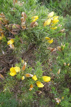 Ulex europaeus \ Europischer Stechginster, IRL County Kerry, Glenbeigh 16.6.2012